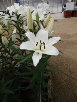 [5203 Tuparro VH No02.JPG]